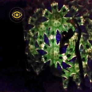 Perception Audits™